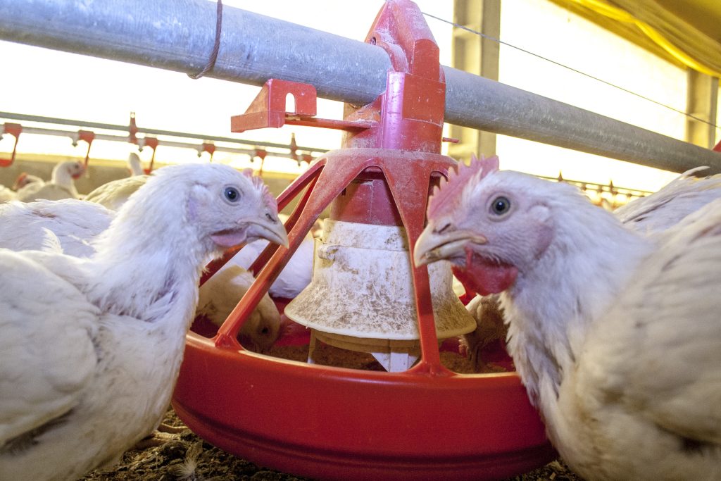Chicken Farm, Poultry in Santa Catarina state, Brazil