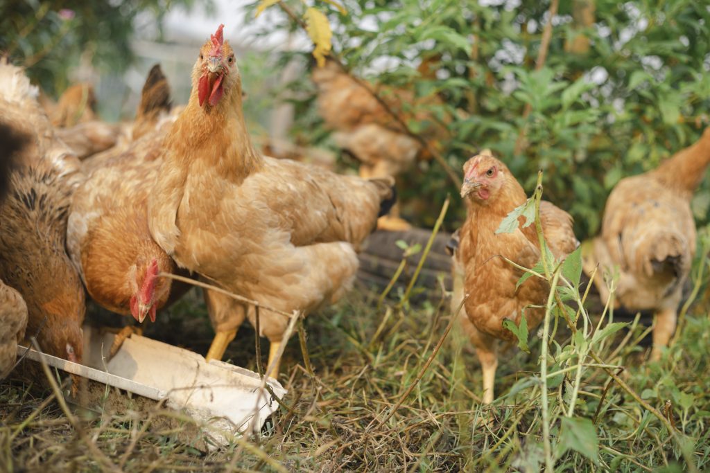 Chicken on an organic farm. freely grazing on a meadow. Organic farming, back to nature concept, Chicken on green grass, Beautiful rooster and hen on green village courtyard.