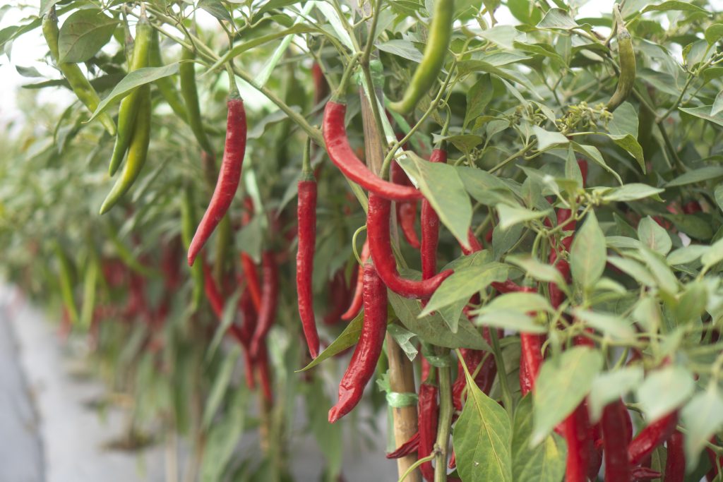 Chili planting in modern greenhouses
