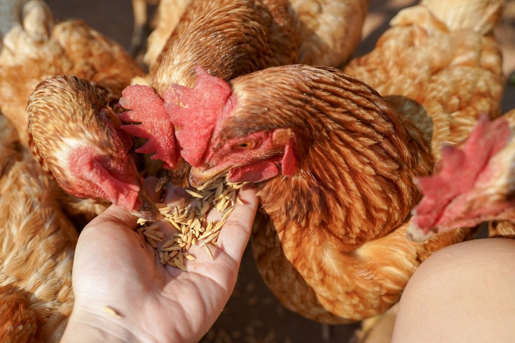 Close up chicken eating food from woman hand, natural free range organic farm
