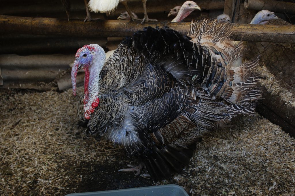 Turkey Rearing Returns