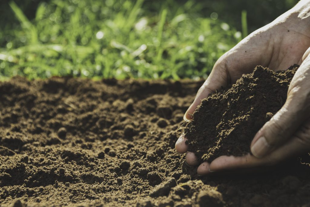 Closeup hand of person holding abundance soil for agriculture or planting peach concept.