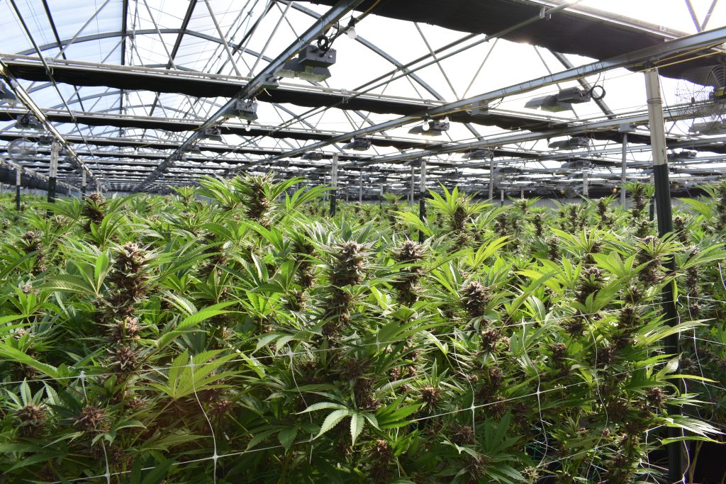 Commercial cannabis greenhouse