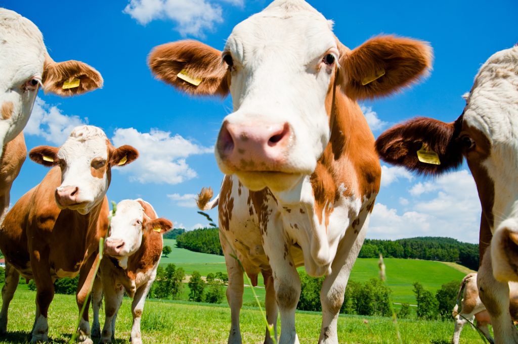 Curious simmental cows on the meadow with bright sky