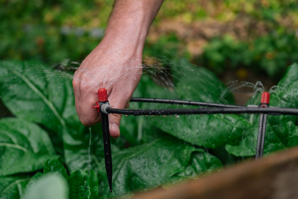 Drip irrigation installation.Drip hose and sprinkler in male hands on a garden bed with green chard background. Irrigation equipment.process of assembling a drip irrigation system for the garden.