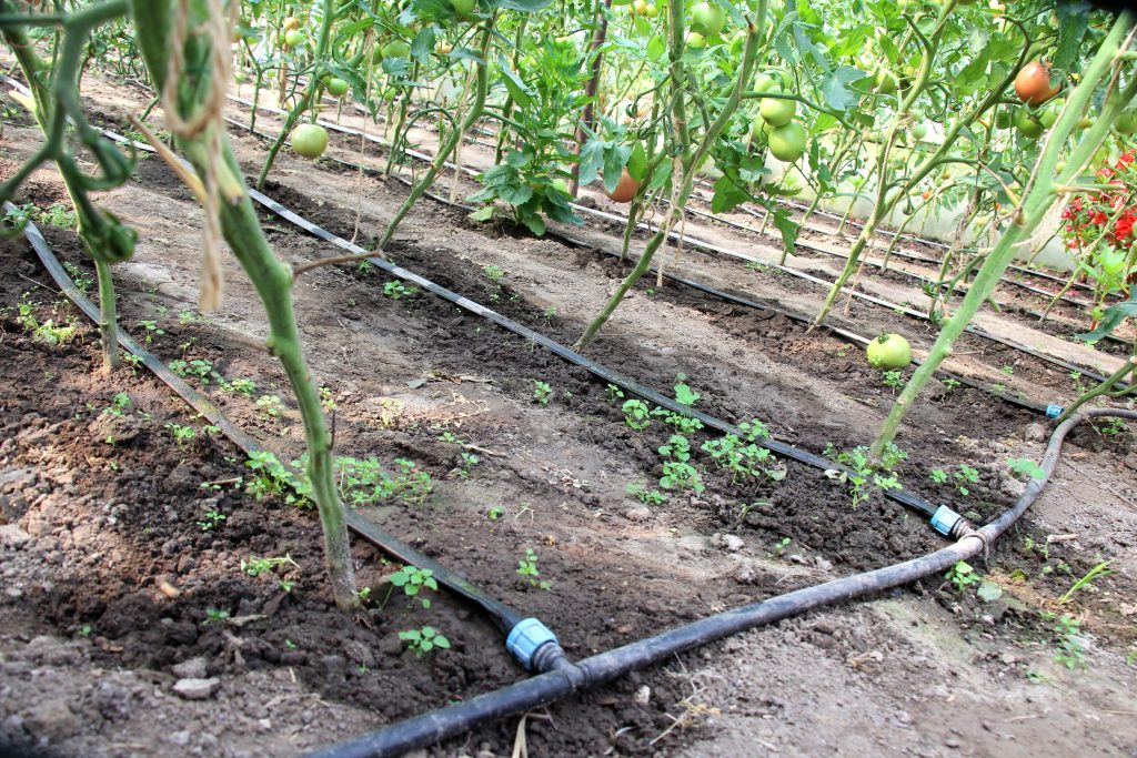 Drip irrigation when growing tomatoes in a small greenhouse