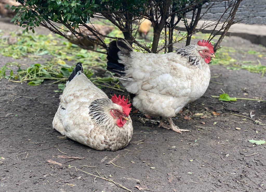 English sussex chickens. Light Sussex hen. Sussex is British breed of dual-purpose chicken, reared both for its meat and for its eggs. Eight colours are recognised for both standard-sized  bantam fowl