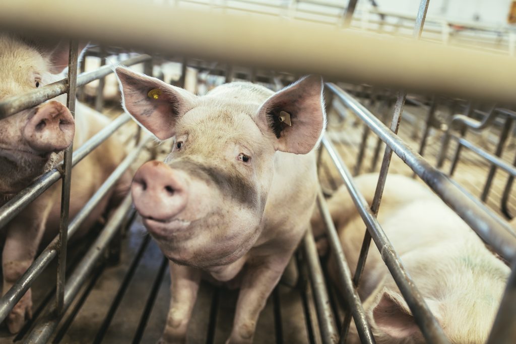 Fattening pigs on a large commercial breeding pig are looking at the cameras.