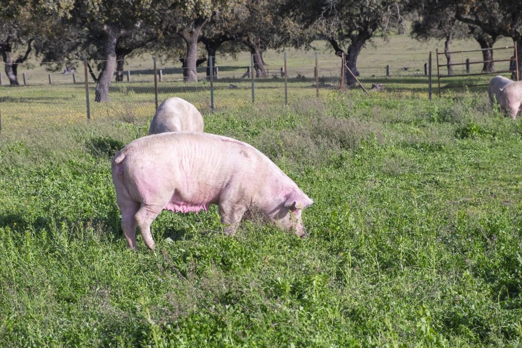 Female white sows for raising piglets feeding on green grass in the meadow.