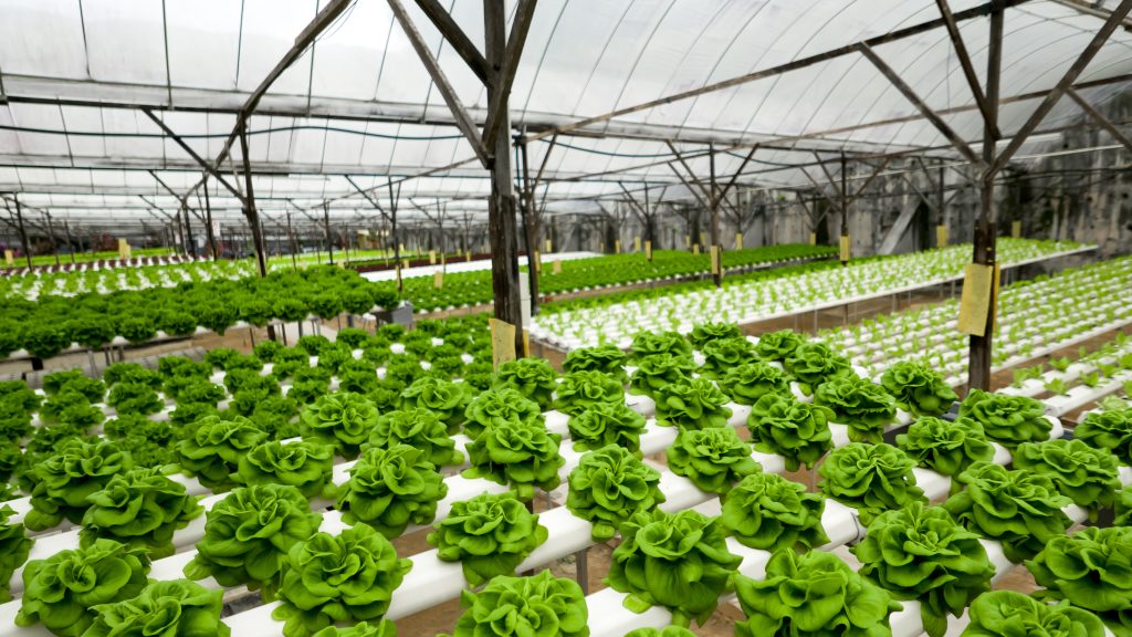 Food production method in hydroponic plant system. Growing lettuce in greenhouse using mineral salt solution.
