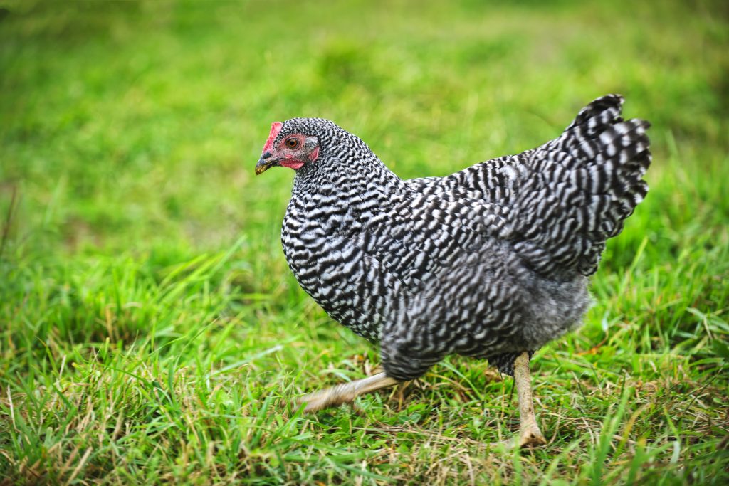 Free range Plymouth Rock or Barred Rocks chicken walking on green grass outdoor