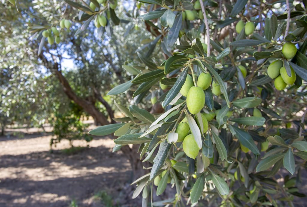 Olive farming