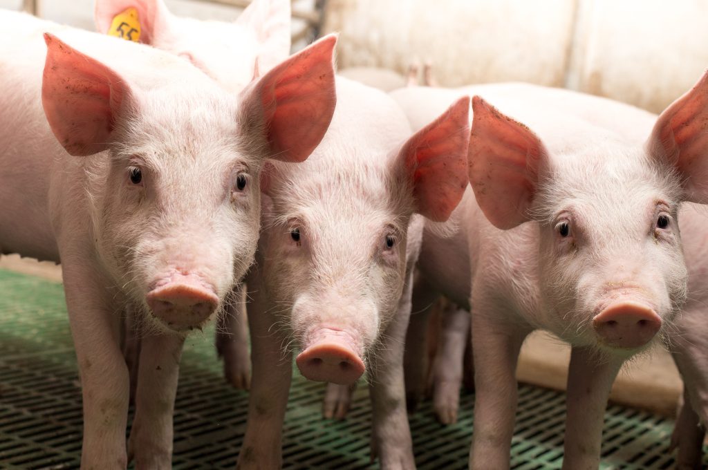 Group of cute piglets in modern pigpen, looking at camera