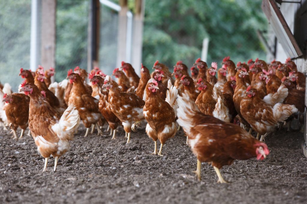 Group of free-range chicken freely grazing outside of organic farm. Organic farming, animal rights, back to nature concept.