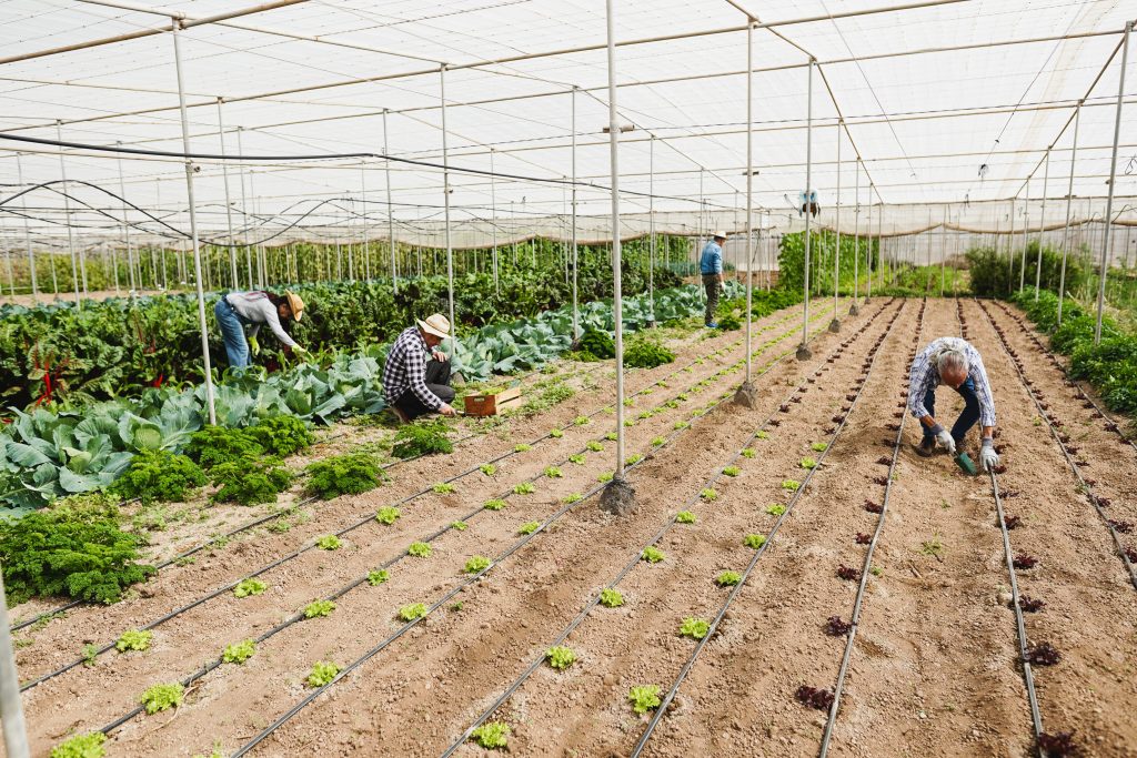 Group of multiracial people working inside farm greenhouse picking up organic vegetables - Harvest and local market concept - Focus on right man body