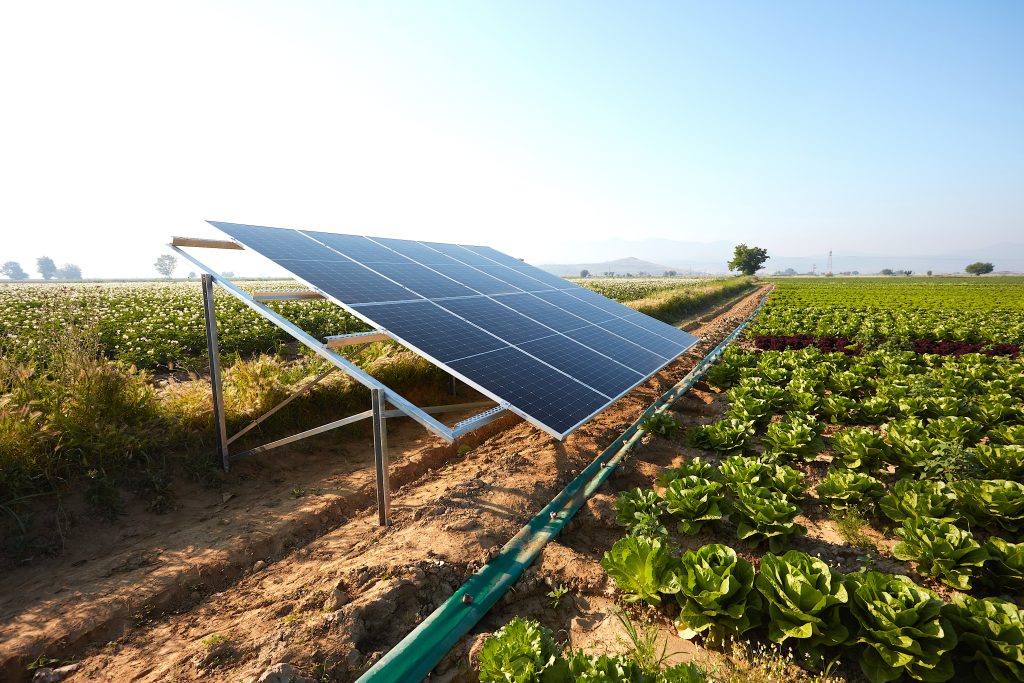 Growing crops with rows of lettuce and renewable energy in a field on a sunny day.