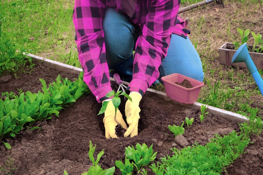 Hand of gardener seedling young vegetable plant in the fertile soil. Woman's hands in yellow gloves and red shirt is gardening. Female farmer planting peppers in the ground. Organic Cultivation.
