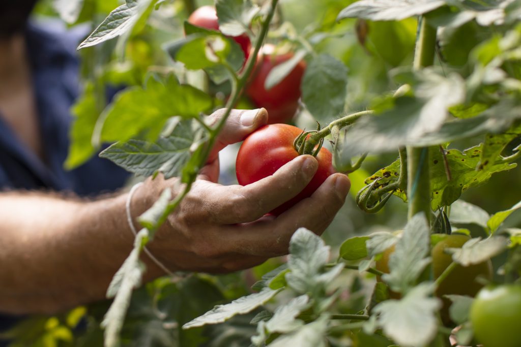 Hand Picking Tomato-Good Agricultural Practice
