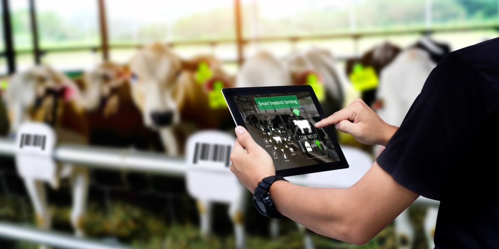 Hands using digital tablet with blurred cow as background