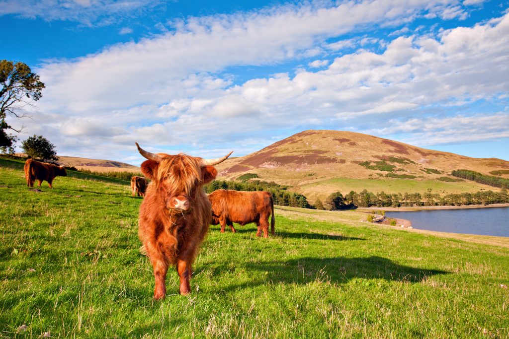 Highland angus cow grazing green grass on a farm grassland