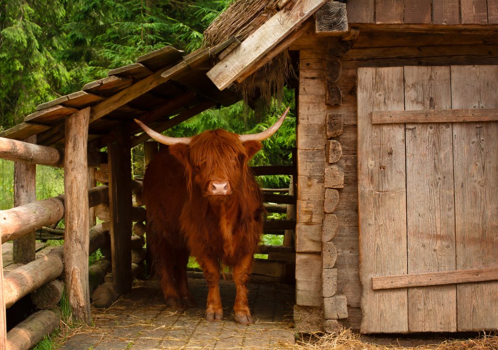 Highland scottish cow in a rural wooden barn in mountainous terrain