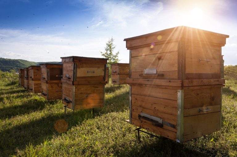 9 Essential Acres: Perfect Space for Honey Bees!