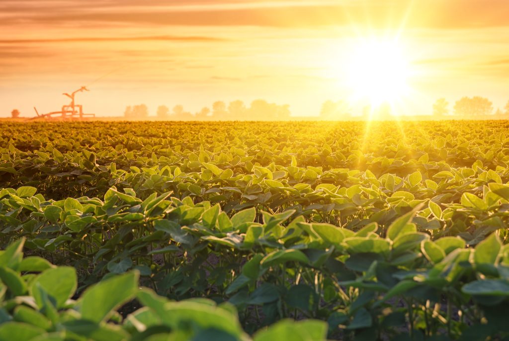 Irrigation system on agricultural soybean field at sunset, rain gun sprinkler on helps to grow plants in the dry season, increases crop yields. Landscape beautiful spring sunny day with blue sky and clouds