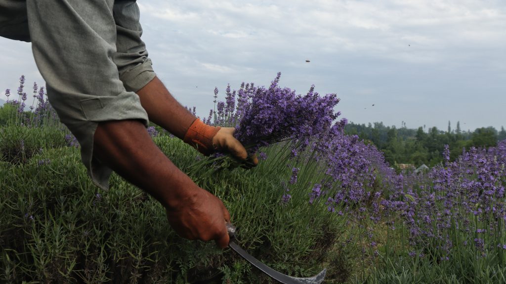 KASHMIR: A worker is cutting the lavender flowers amid lavender harvest season at Sirhama area of Anantnag district of Jammu and Kashmir on Wednesday, July 5. Lavender is a valuable crop due to its fragrant oil, which is used in various products, including soaps, perfumes, and cosmetics.