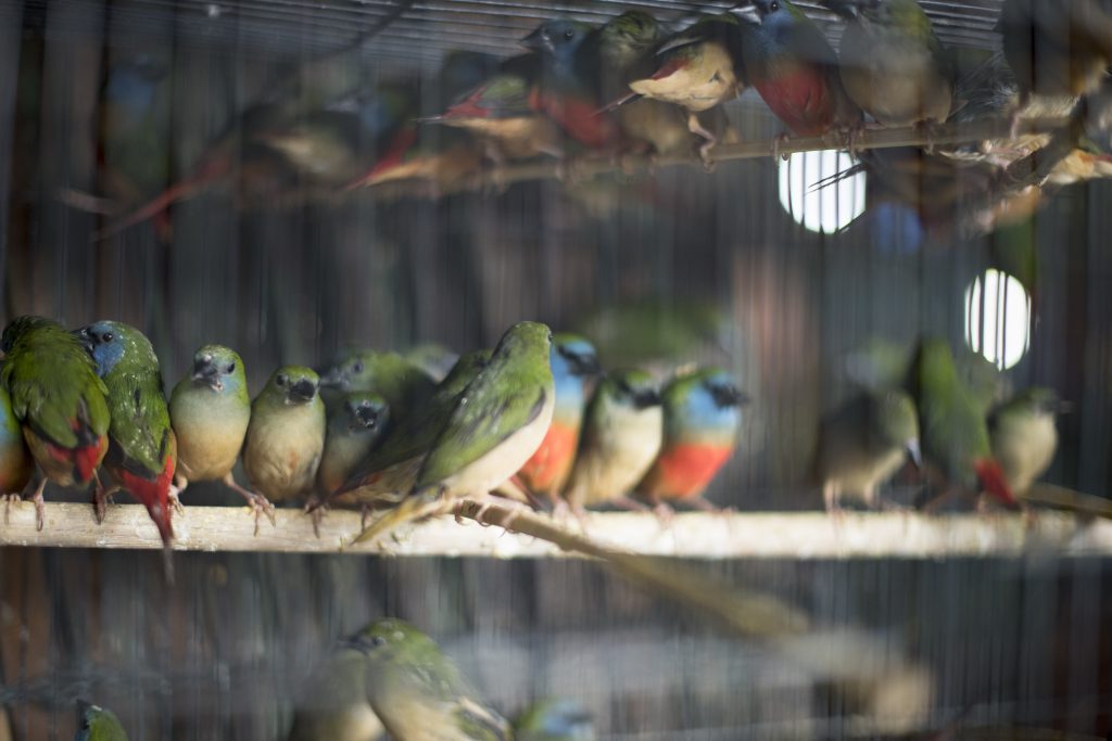 Lovebirds group in a cage at the birds market in Jakarta