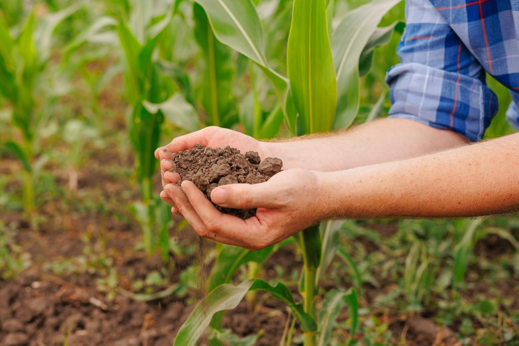 Male hands touching soil on the field. Expert hand of farmer checking soil health before growth a seed of vegetable or plant seedling. Business or ecology concept.