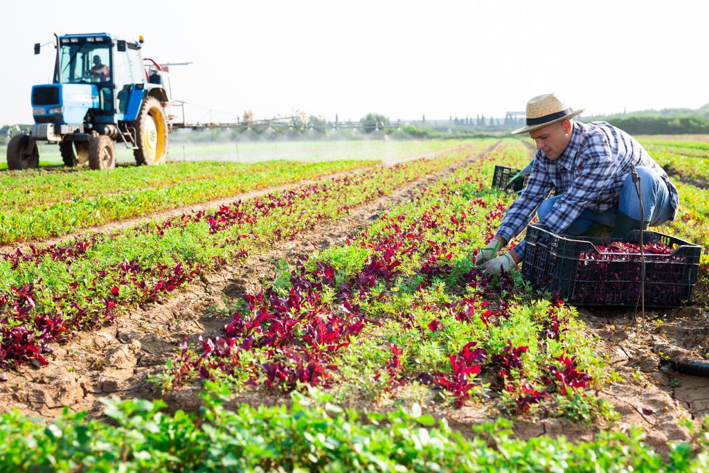 Male worker harvesting red canonigos on the plantation