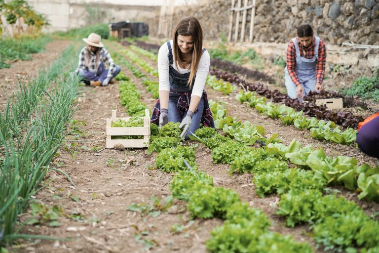 5 Essential Steps for Market Gardening Success