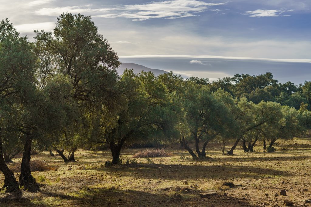 olive grove in andalucia , spain with cloudy sky and mountains in the background