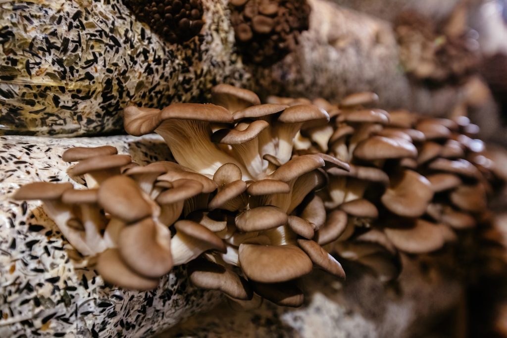 Oyster mushroom cultivation growing in farm on oil cake substrate.