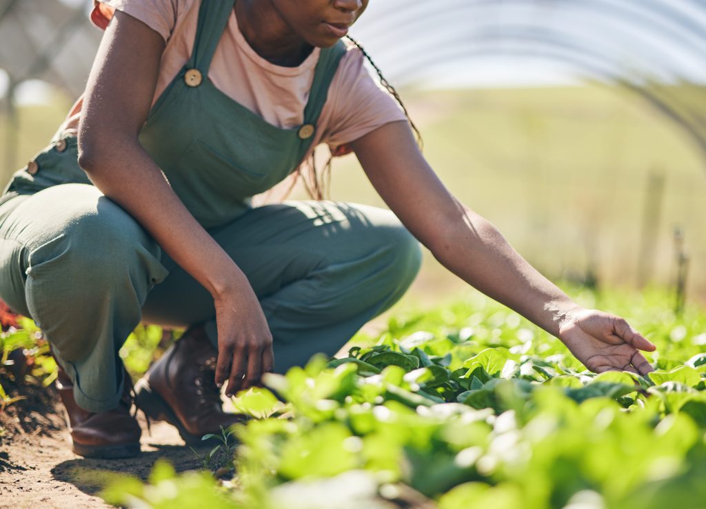 Person hands, farmer and greenhouse, vegetables or gardening for agriculture or farming business and growth in field, Worker and green lettuce or plants for sustainability, food and quality assurance