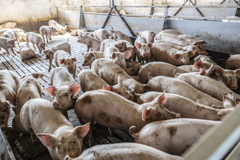 7 Key Practices for Efficient Pig Farming Success