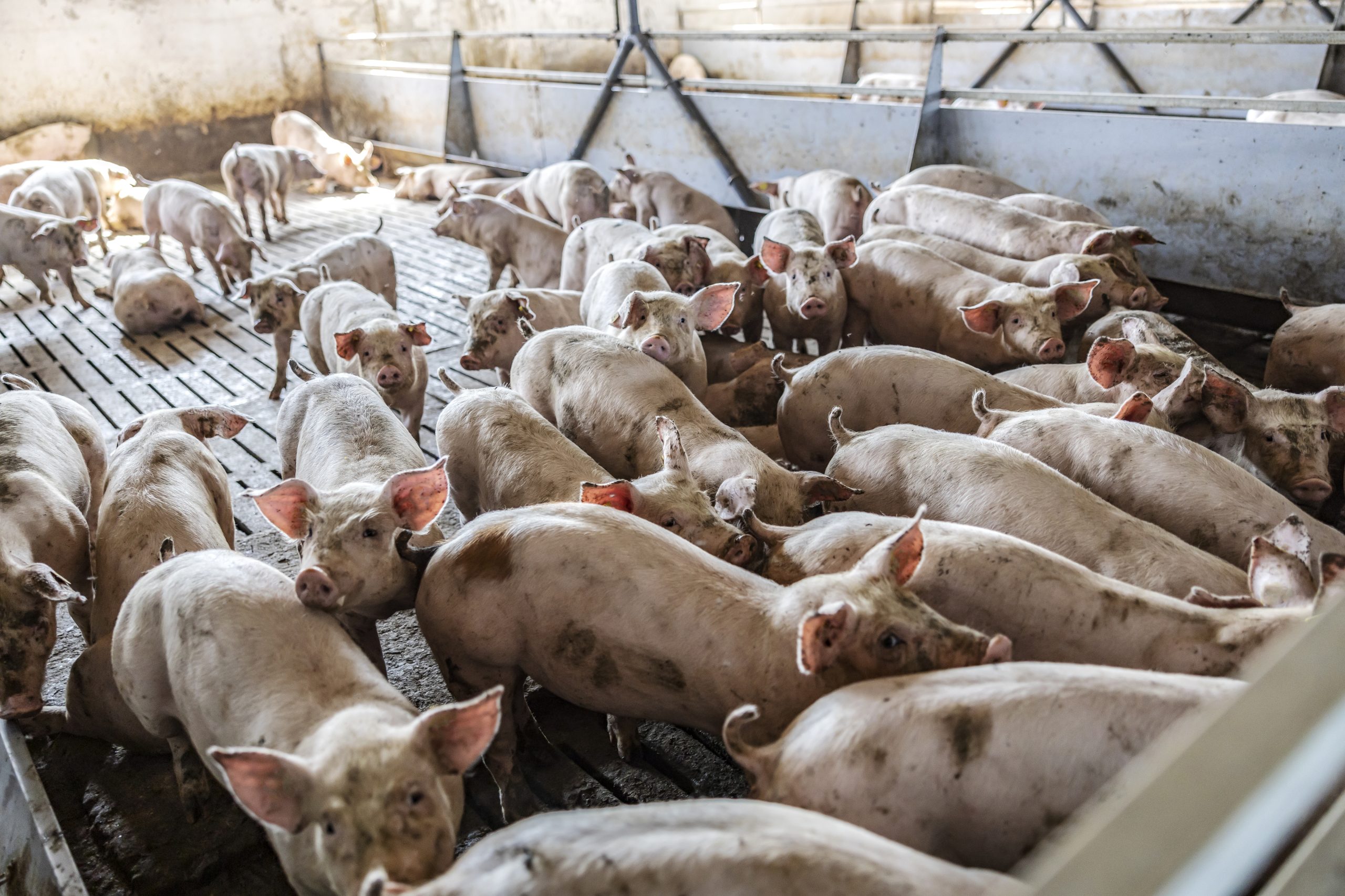 efficient pig farming practices