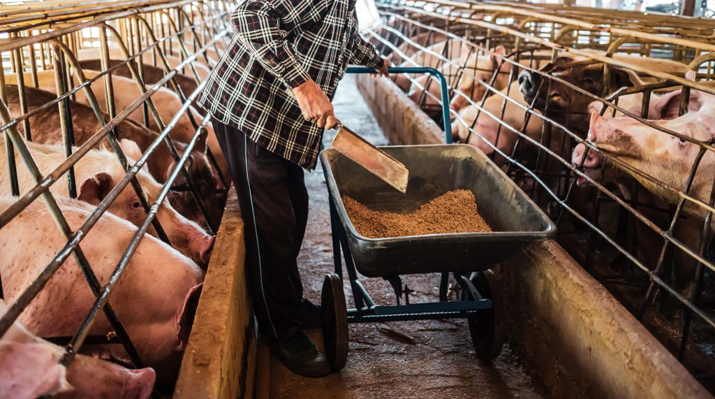 Pig farming. The farmer is feeding the pigs or cleans the pig farm. Back view of a farmer feeding Livestock on a dirty farm