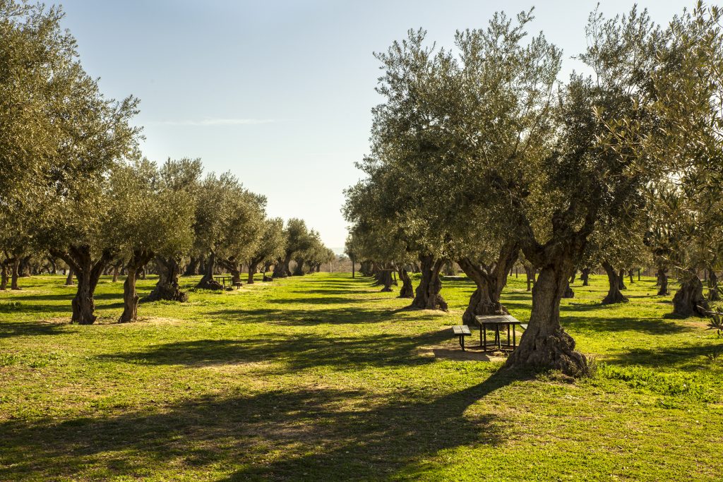 plantation of olive trees in the park for leisure activities in sunny day