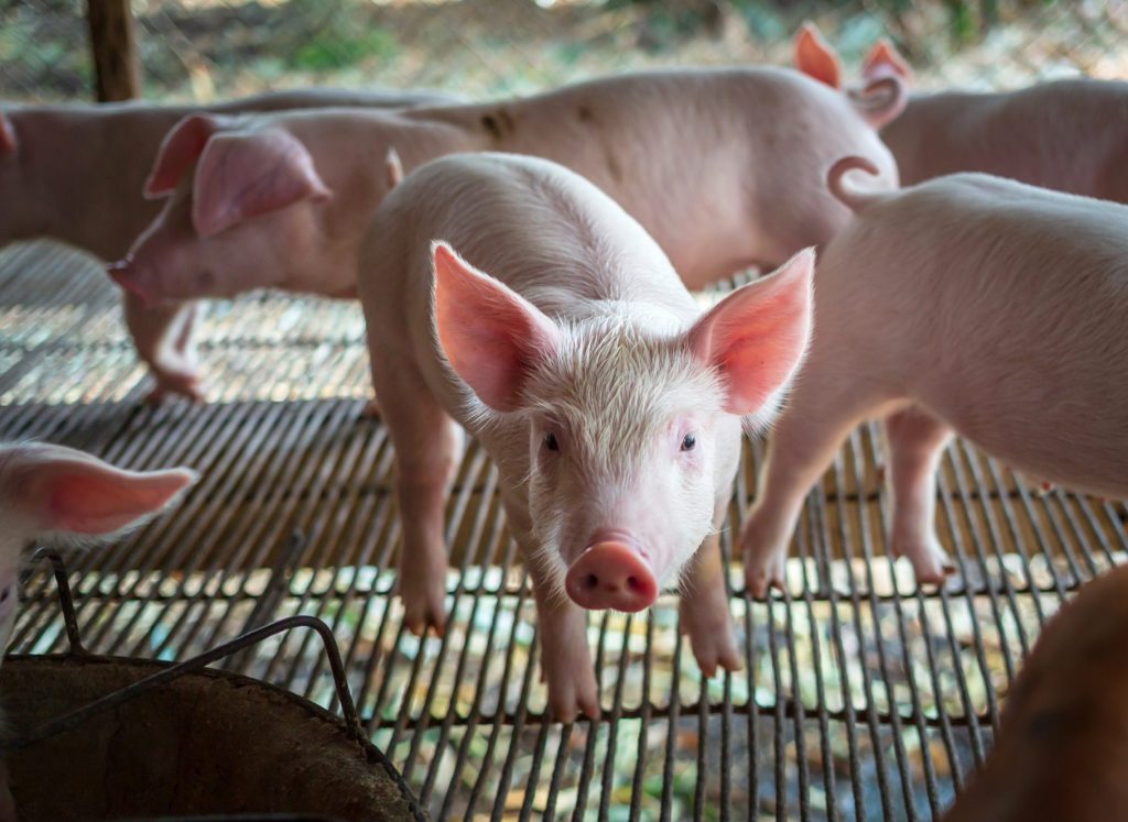 Portrait of a cute small piglet on the farm. group of mammals waiting for feed. swine in the stall.