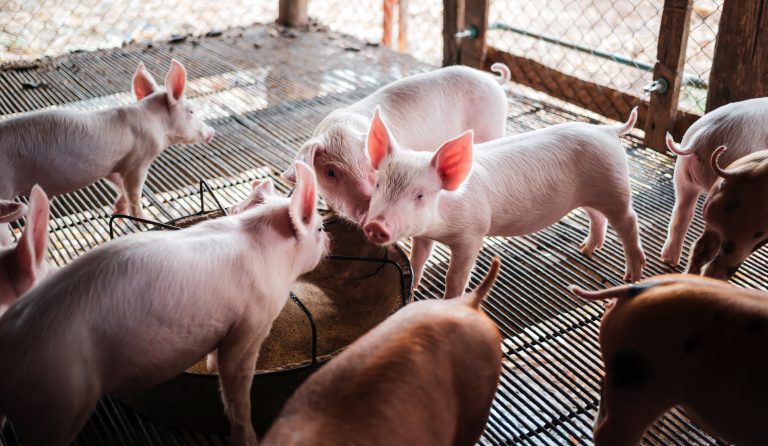 5 Optimal Pig Pen Designs for Happy Swine