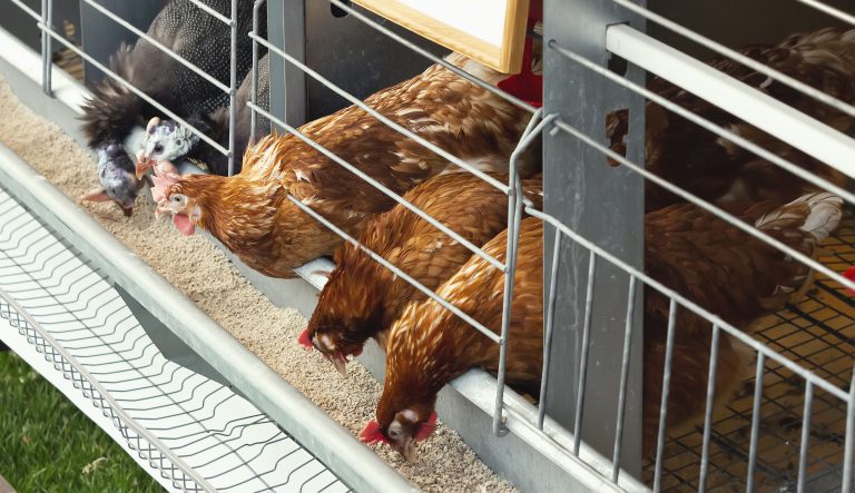 7 Key Insights: Is Small-Scale Poultry Farming Profitable?