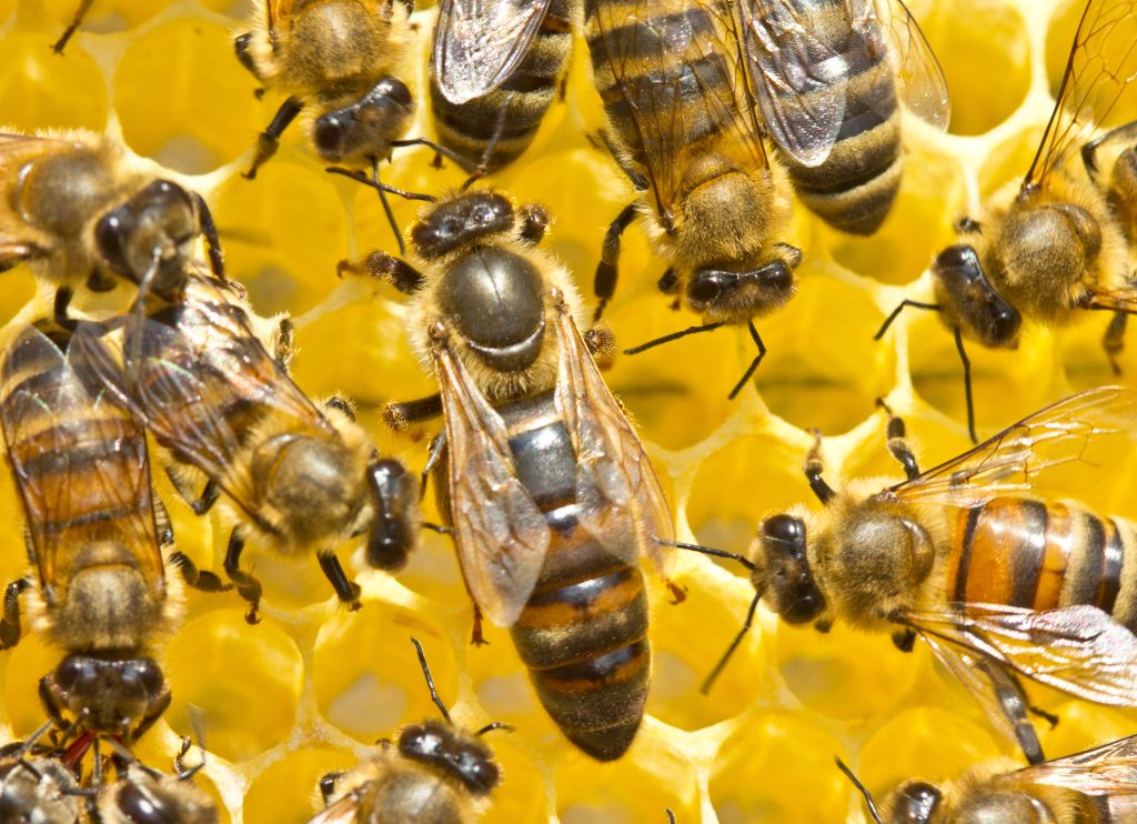 Queen bee lays eggs in the honeycomb