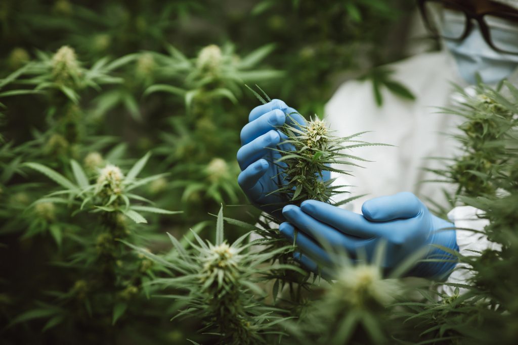 Researchers use hand to hold or examine cannabis plants in the greenhouse for medical research. Marijuana Sativa research concept. CBD oil, Herbal medicine