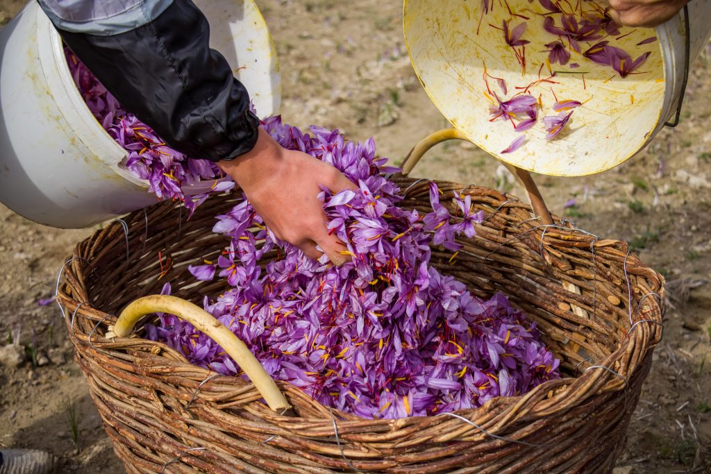 Saffron Crocus harvest scene. Woman hand dropping purple petals from a bucket into a wicker basket, Crocus sativus flowers collection season, closeup view.