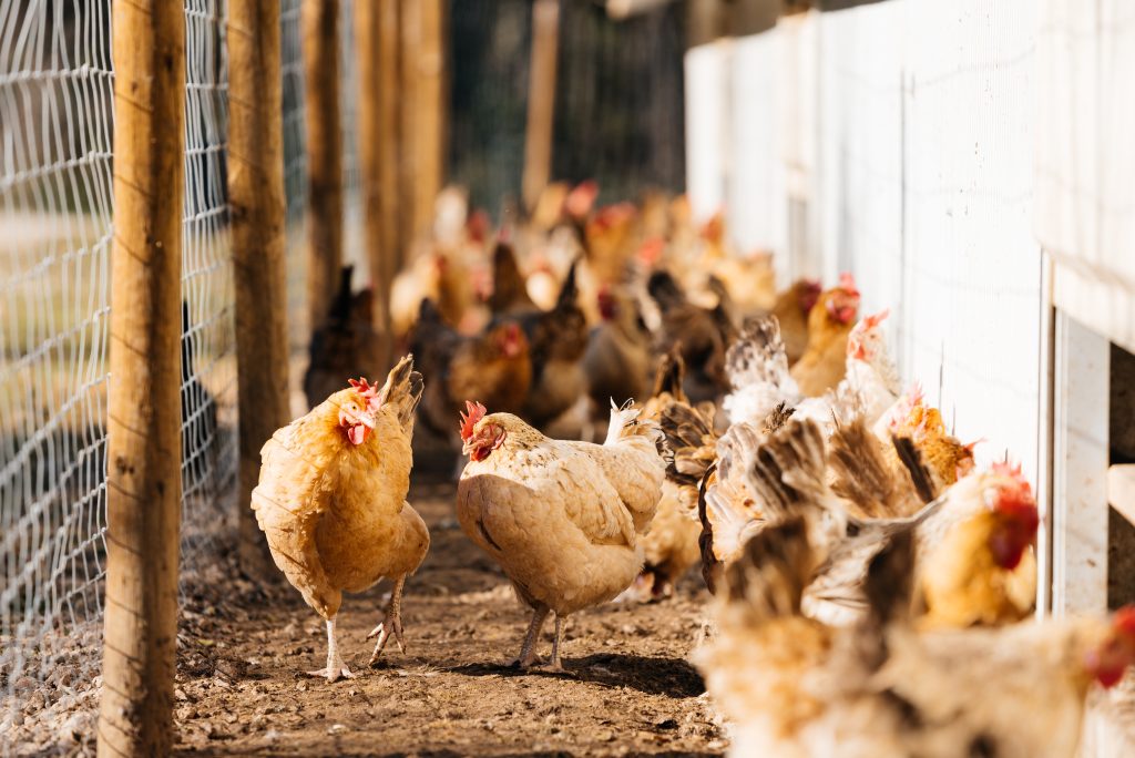 Selective focus of flock of hens with brown plumage standing in enclosure in farm in sunlight