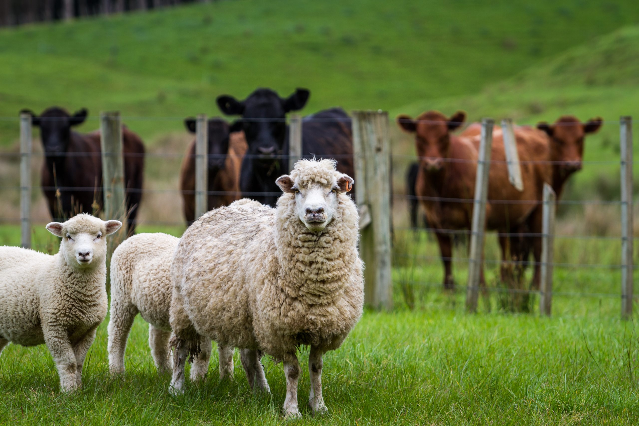 livestock management solutions
