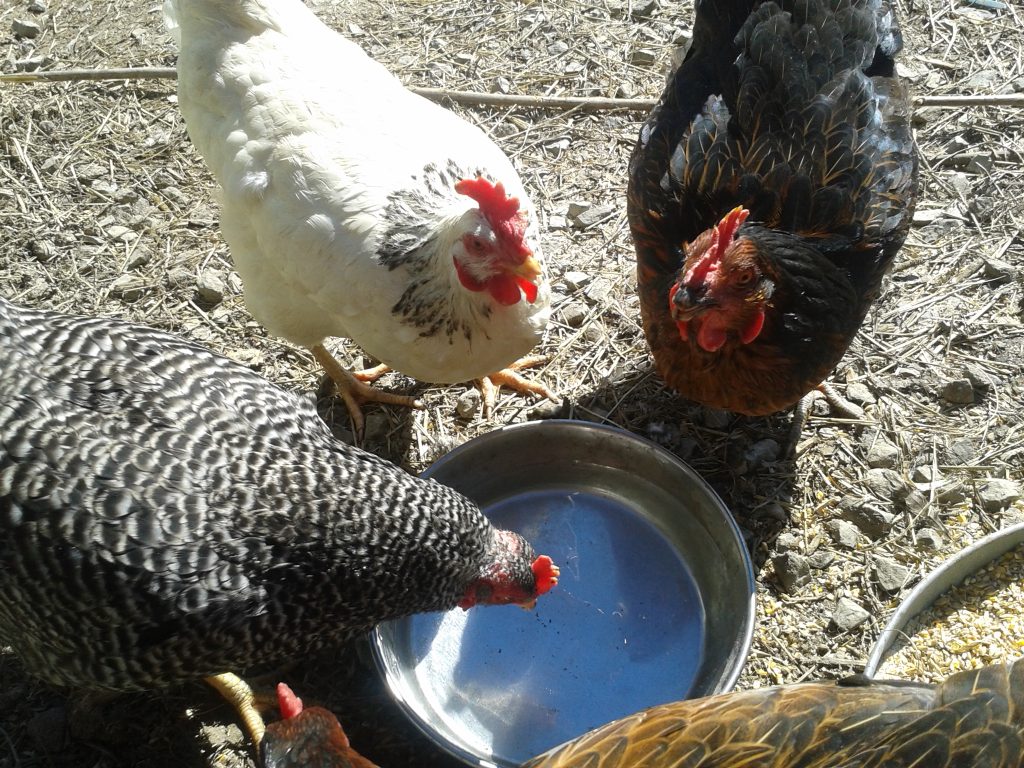 Small group of  laying hens having a drink of water, different color chickens. Sunny.
