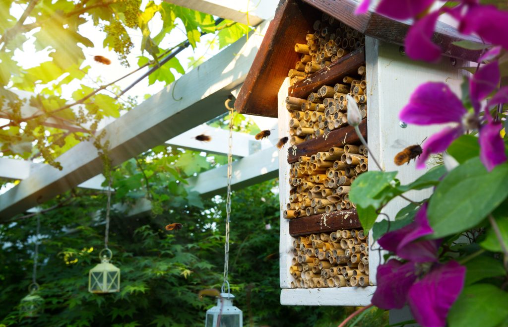 spring care for the ecological garden. spring blooming garden and mason osmia bee house