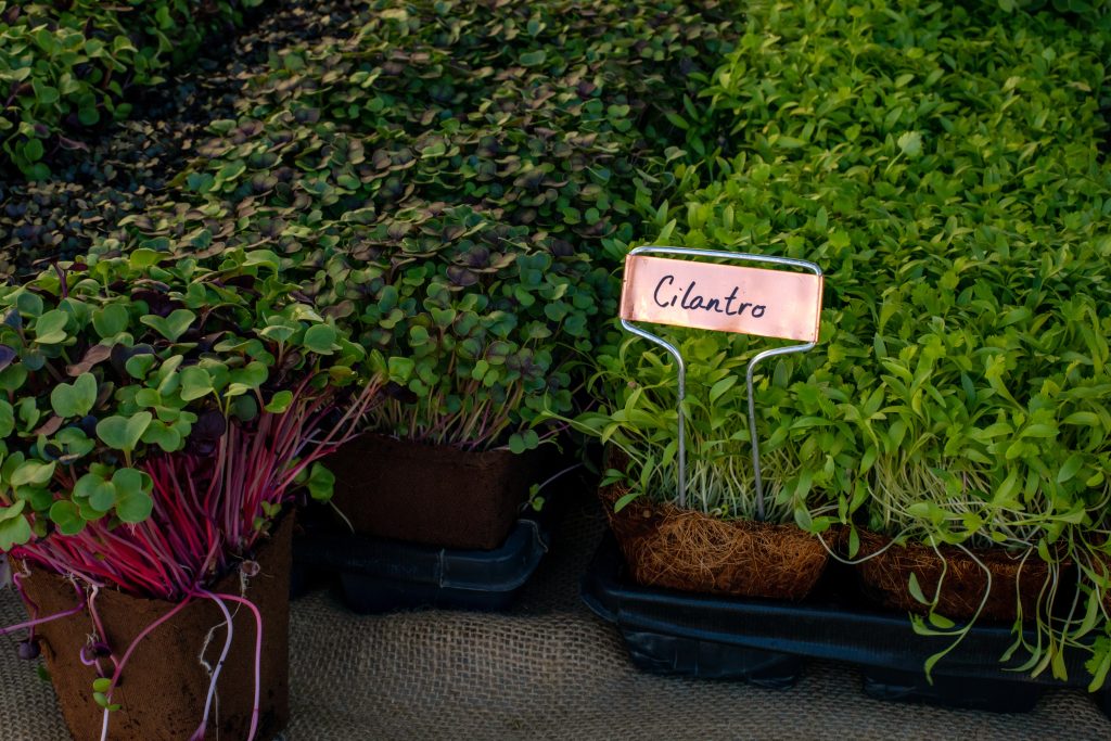 Sprouted cilantro and broccoli microgreens closeup with copper plate handwritten sign on farmers market stand covered with burlap